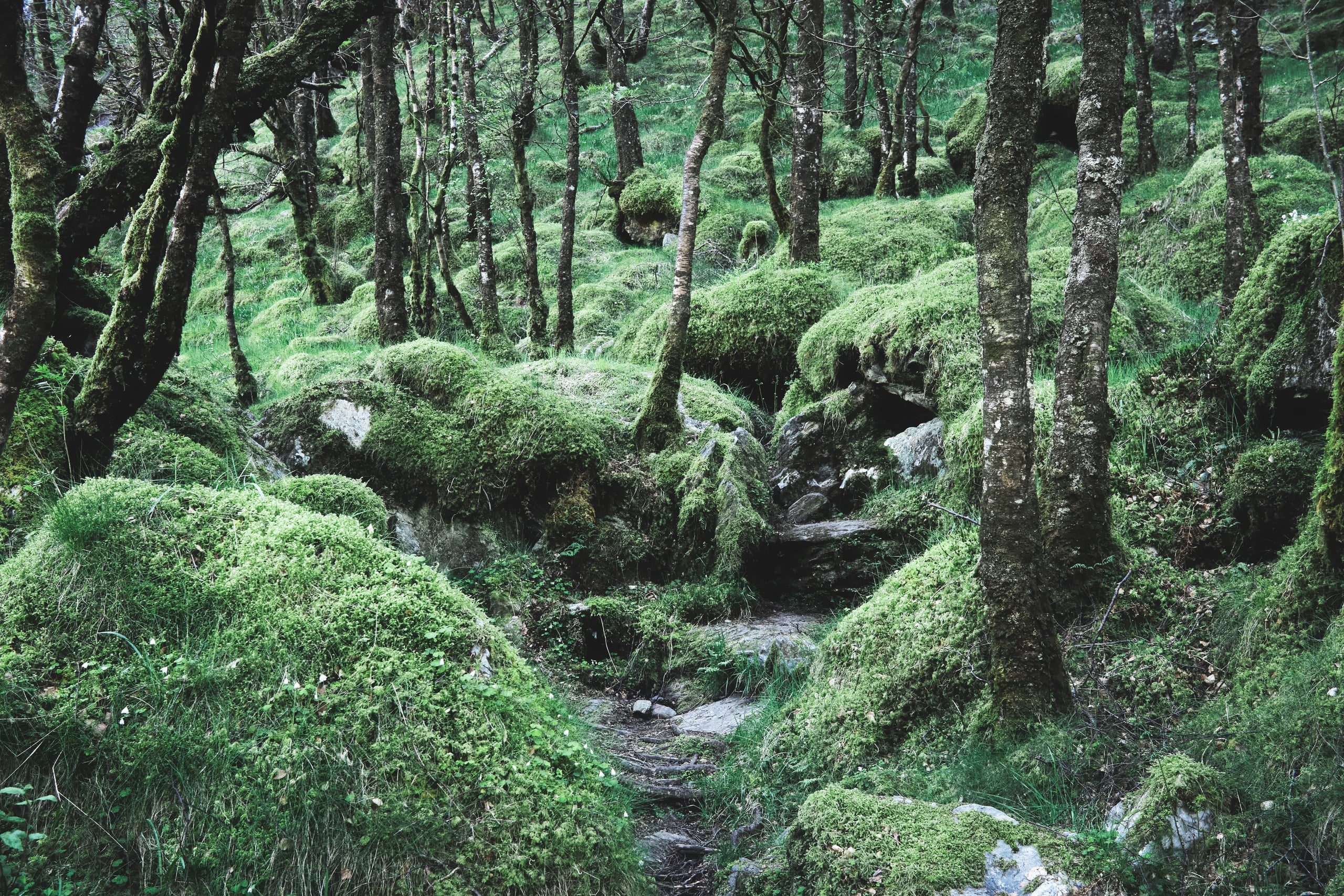 Highland forest interior, moss-covered rocks and twisted trees