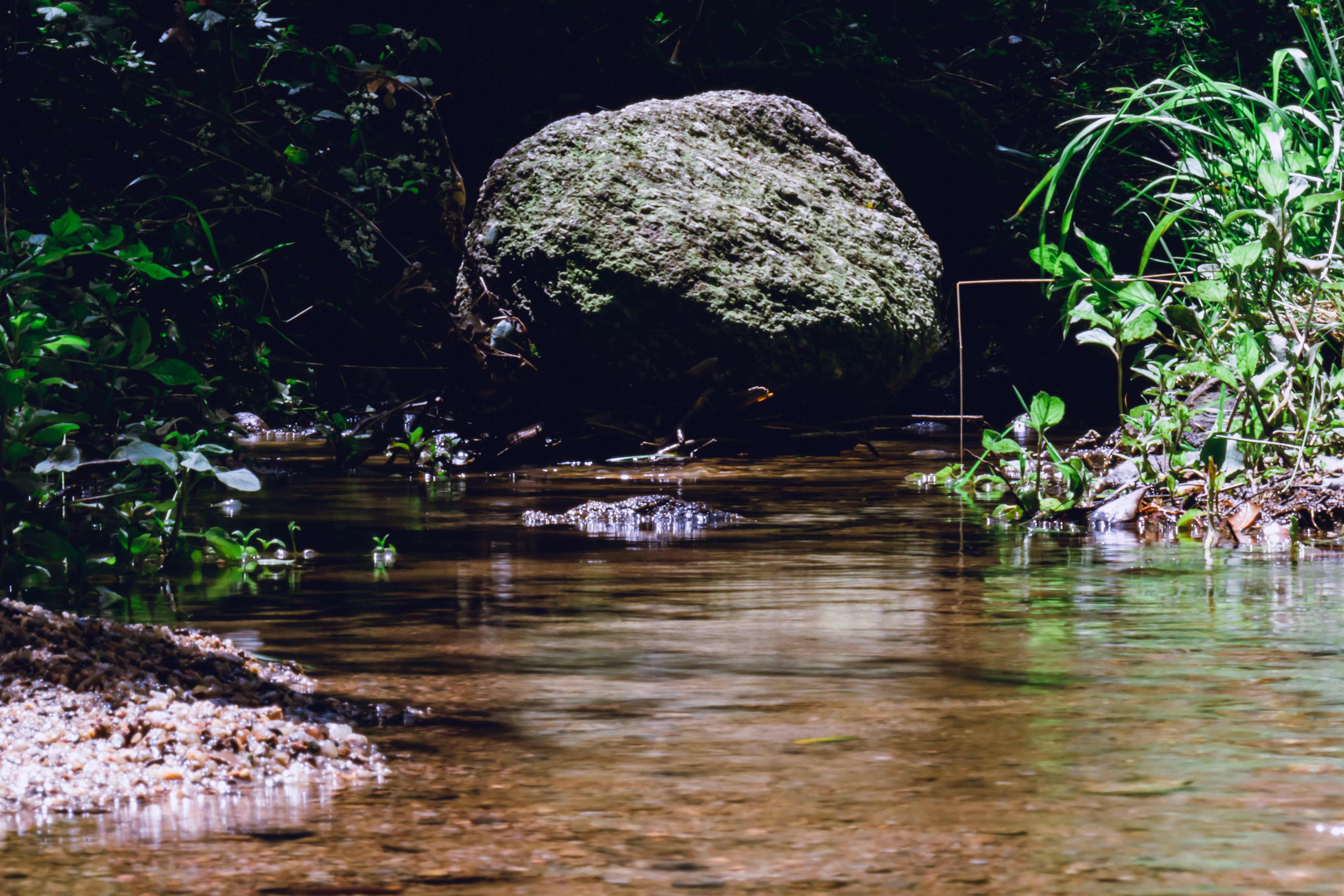 Stone in a stream framed by river vegetation