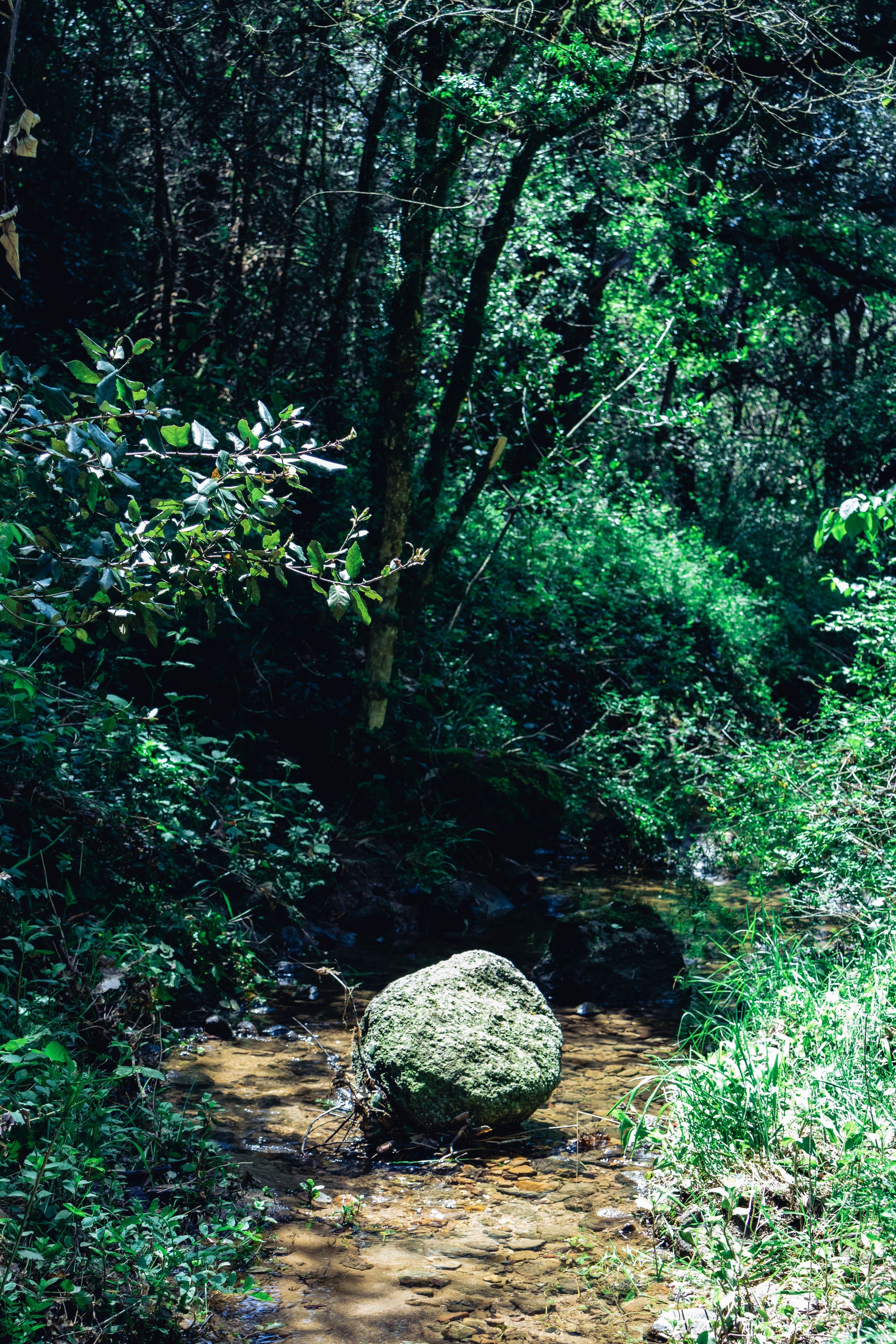 Stream with central boulder, framed by forest