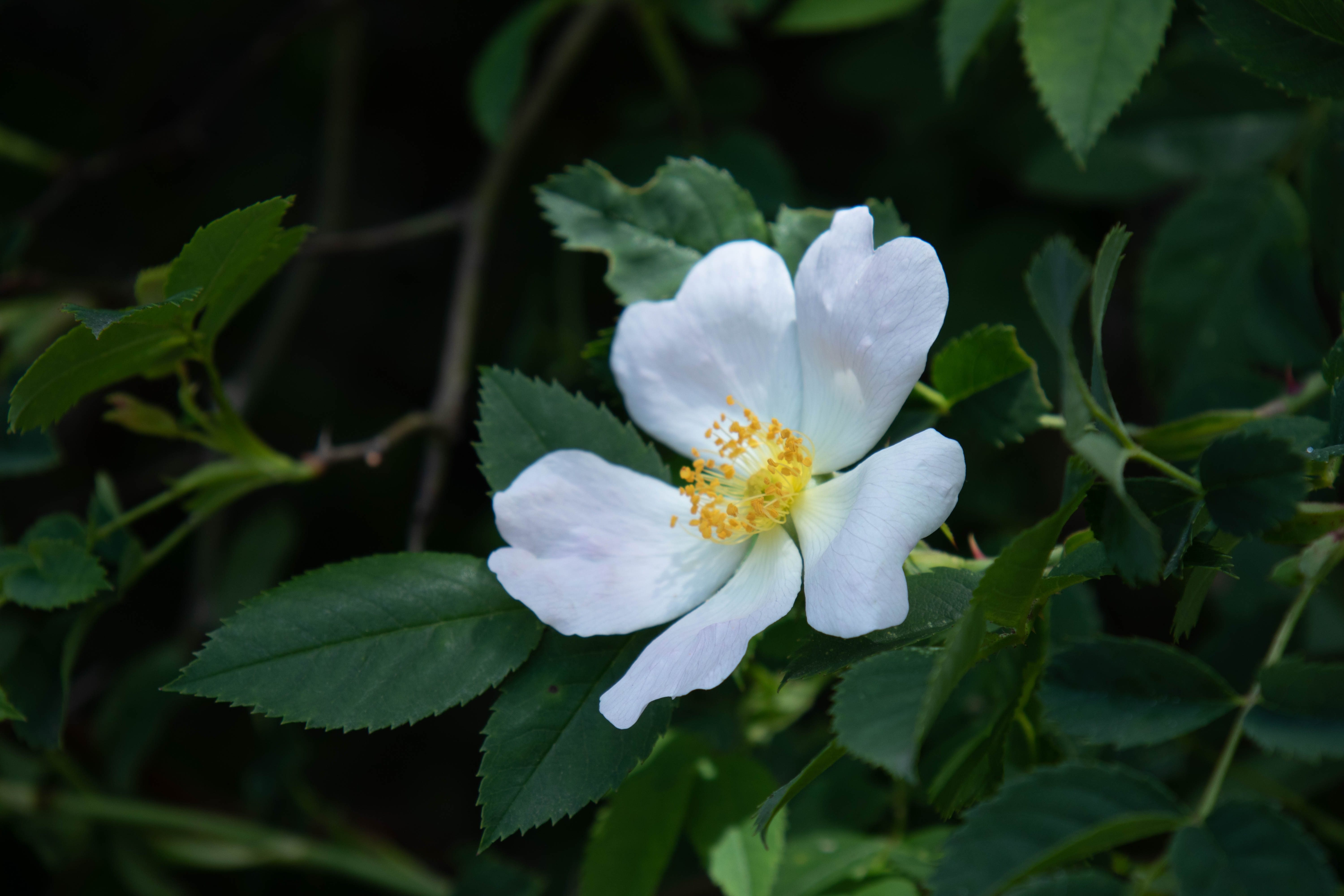 White wild rose against dark foliage