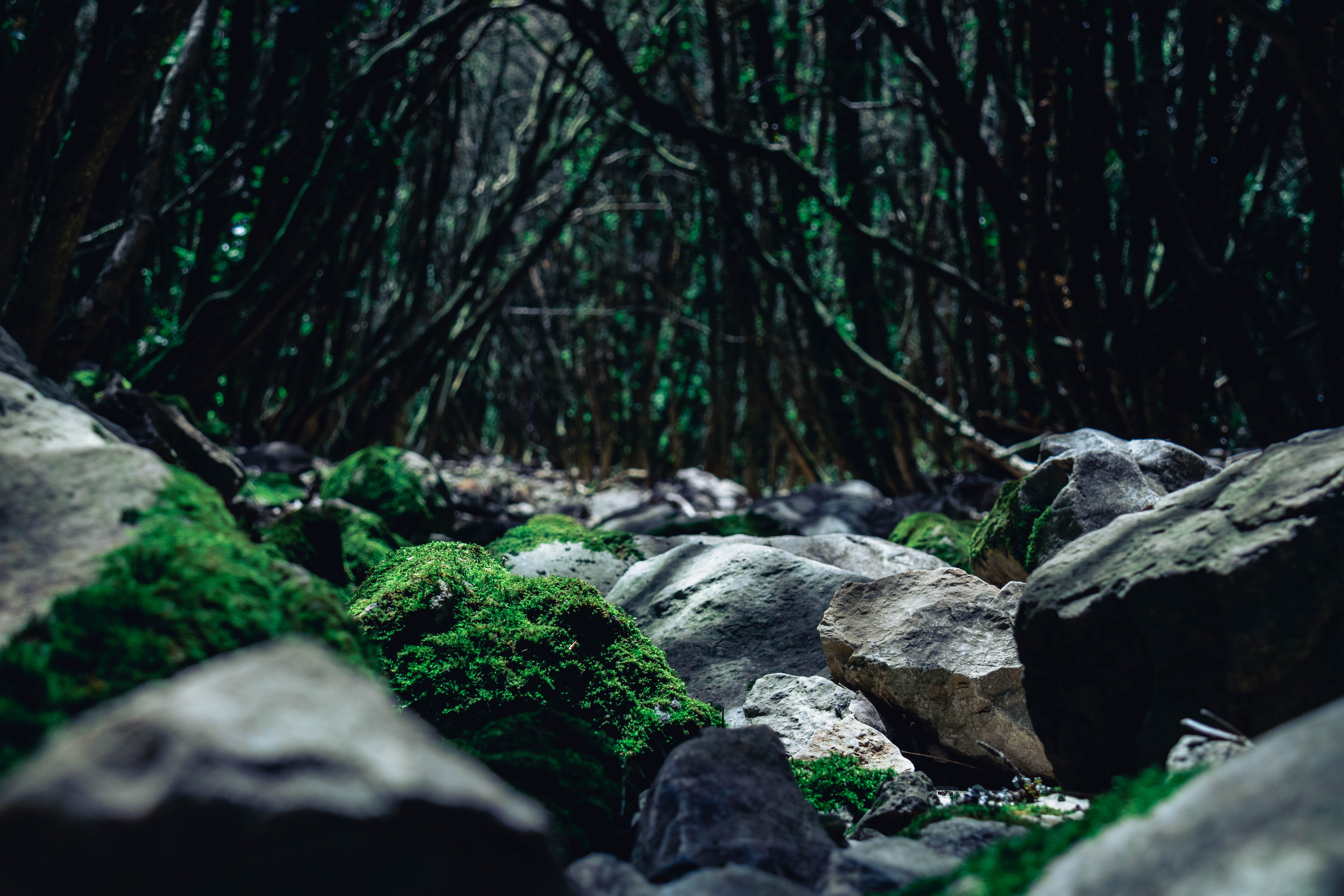 Mossy rocks under arching branches, forest interior